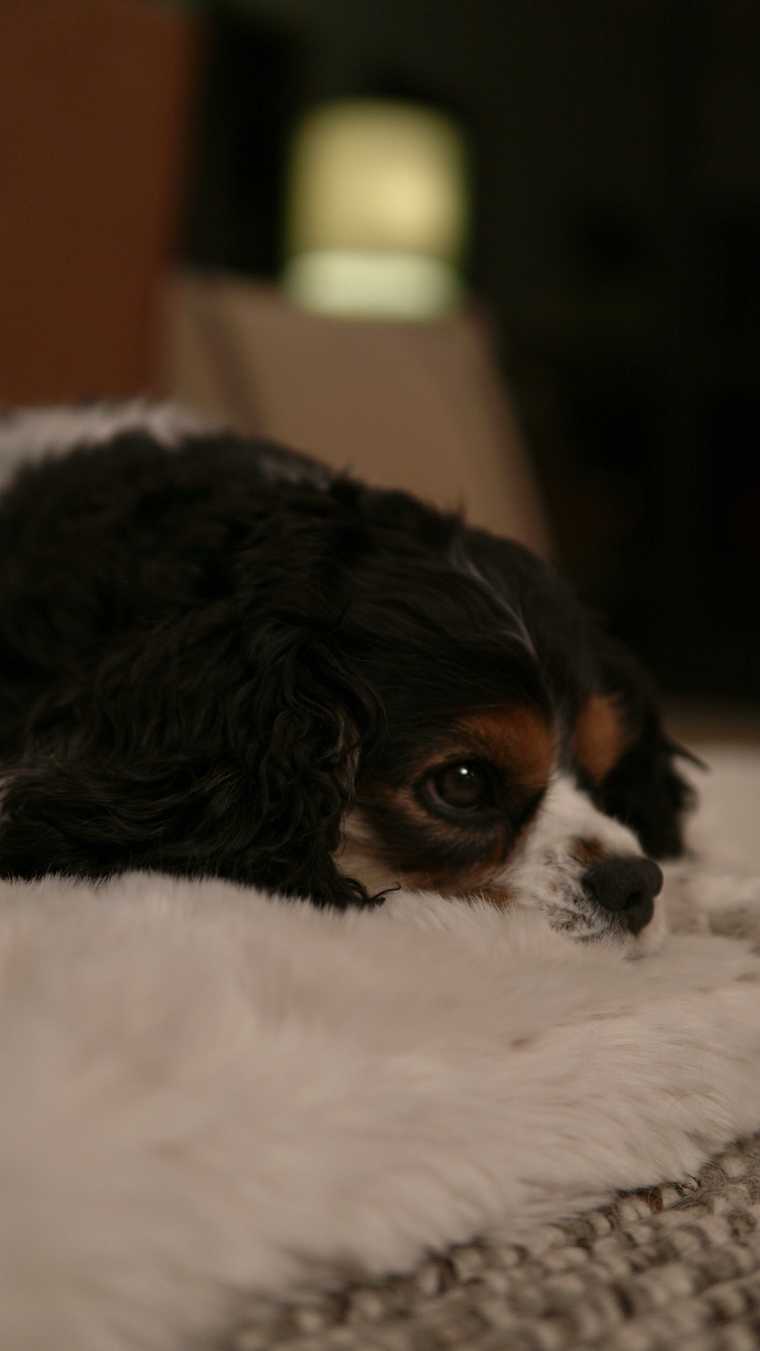 where should a puppy sleep the first night