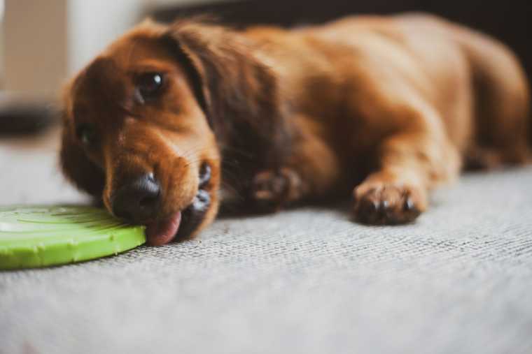 how to get a puppy to stop chewing on things