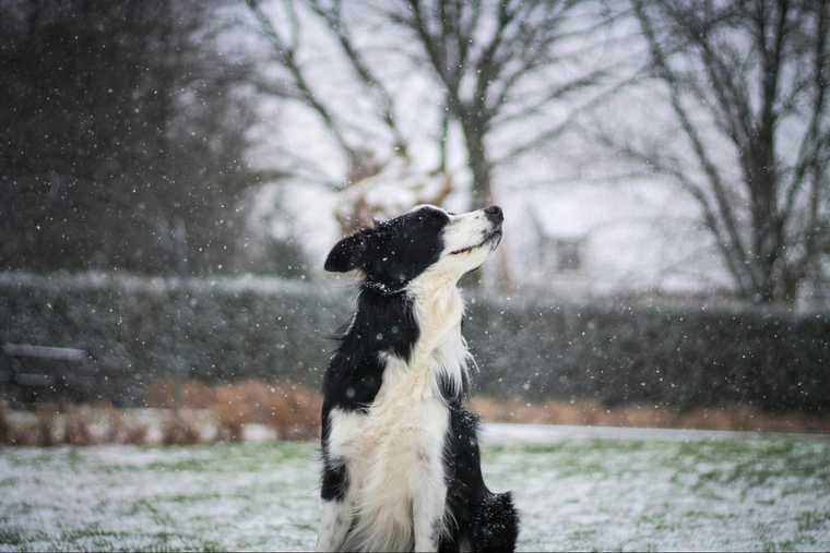 los perros pasan frio en invierno