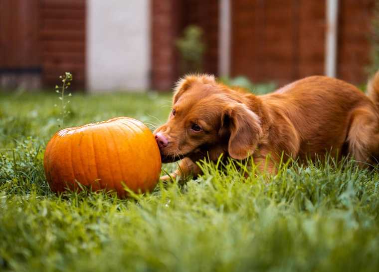 perro puede comer calabaza