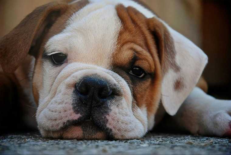 mi perro ladra mucho