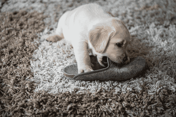 stop puppy biting fast