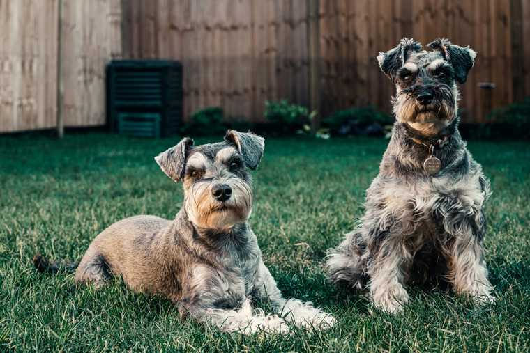 what is the best way to introduce dogs