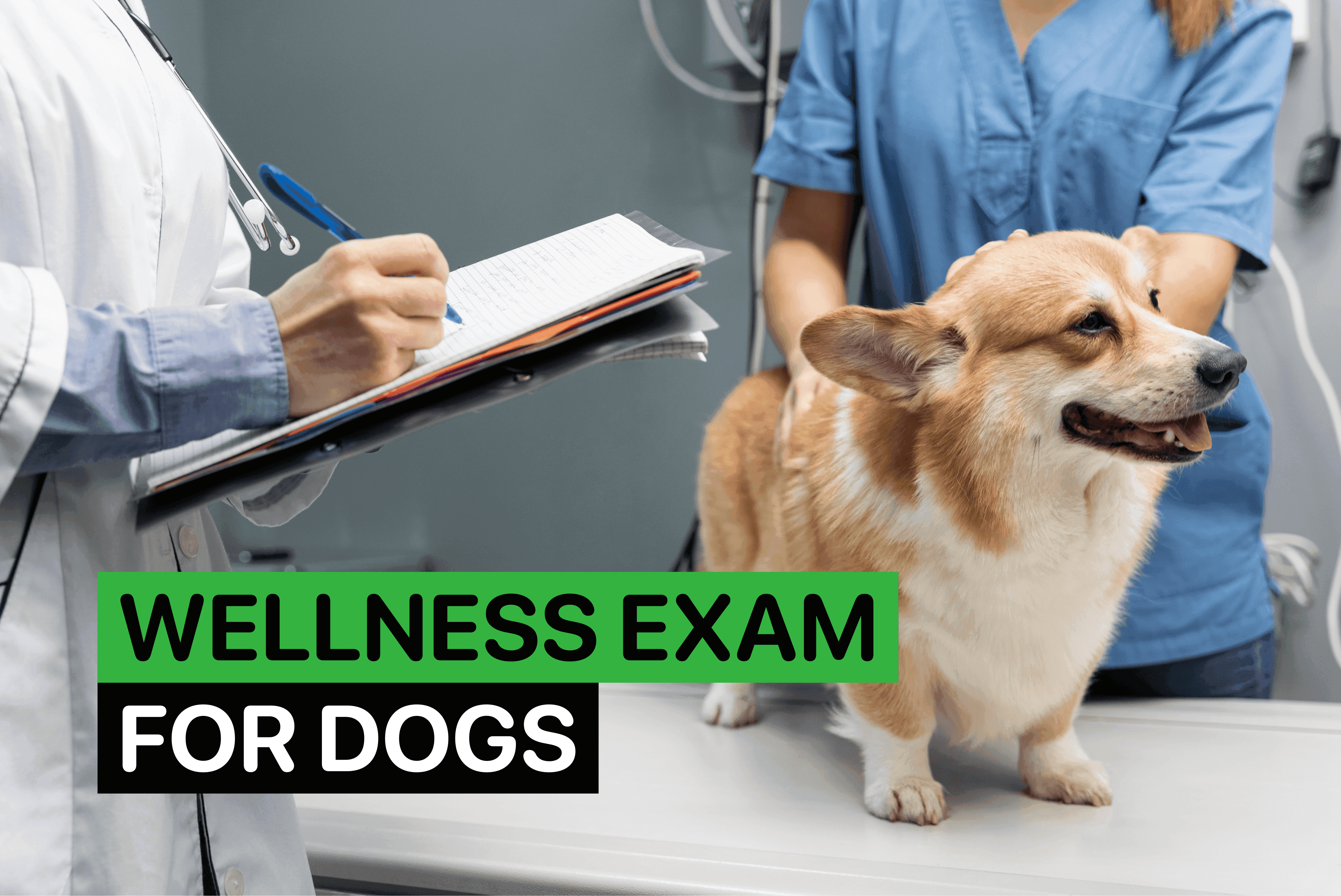 dog wellness exam