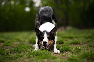 como educar a un border collie