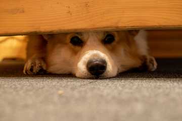 how to exercise dog when it's too cold