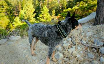 blue heeler training commands