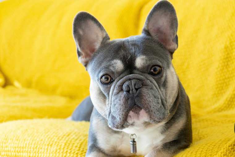 how to potty train french bulldog