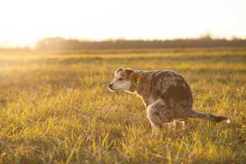 is it normal for a dog not to poop for a day