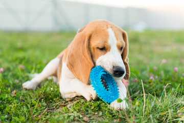 good dog gifts for christmas