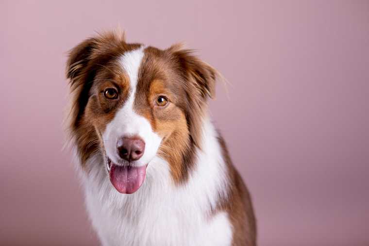 how to train australian shepherd