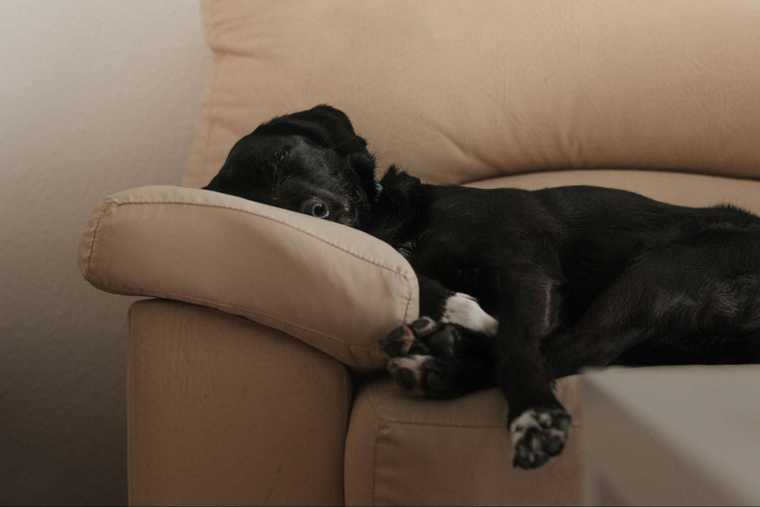 dog sleeping positions head propped up