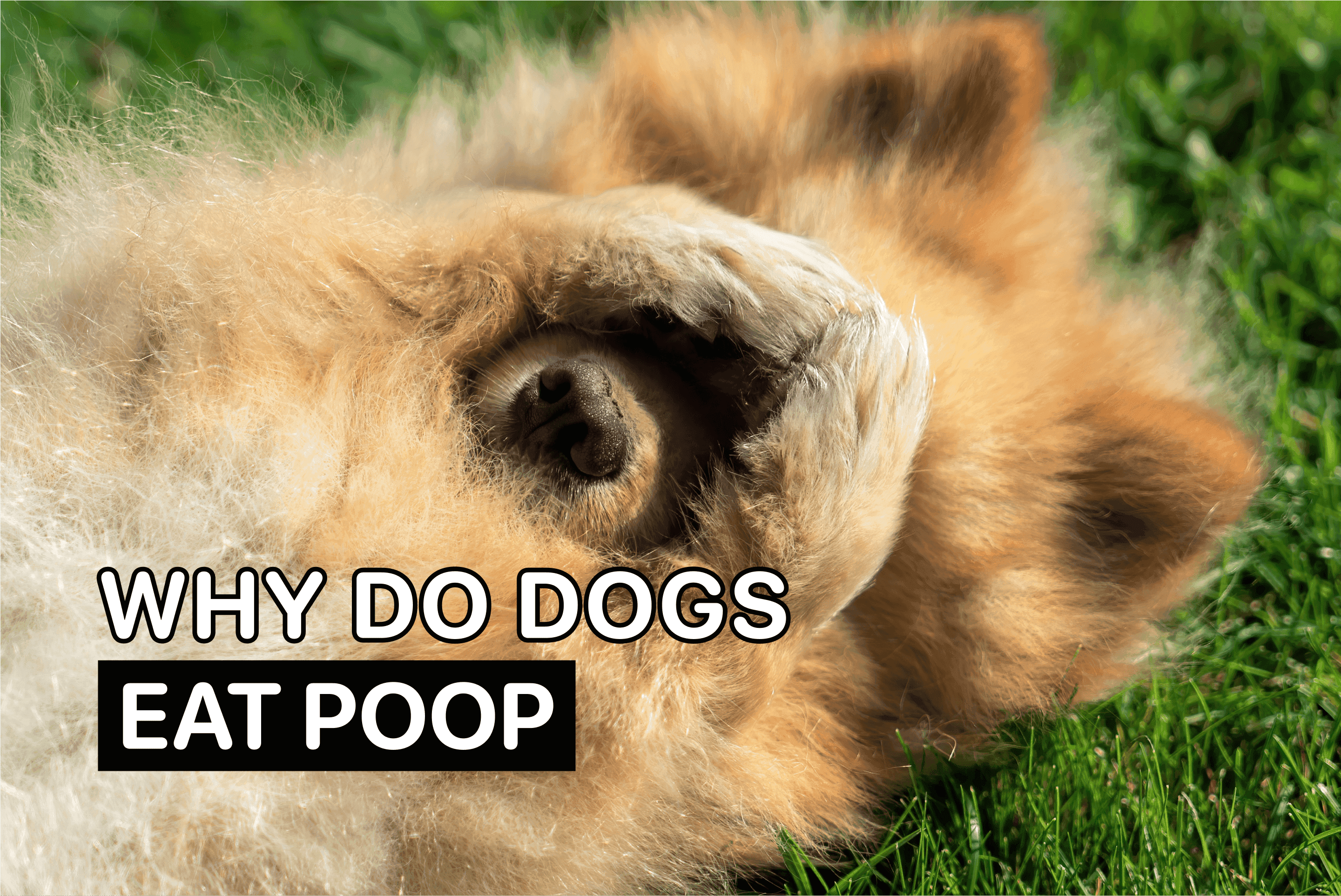 Why do dogs eat poop