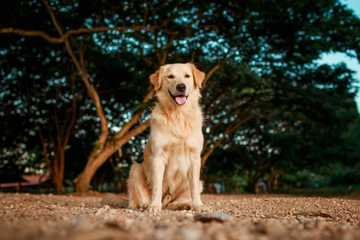 golden retriever trainability