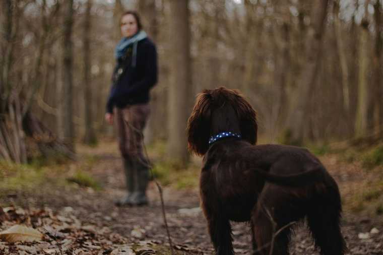 train your dog to stay