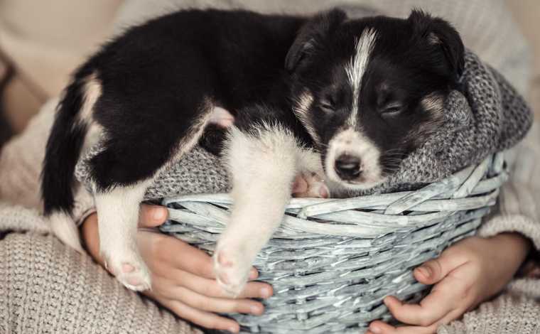 puppy growth stages