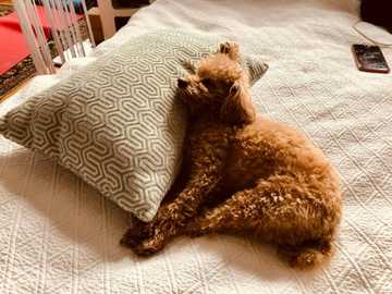 perros que no sueltan pelo raza pequeña