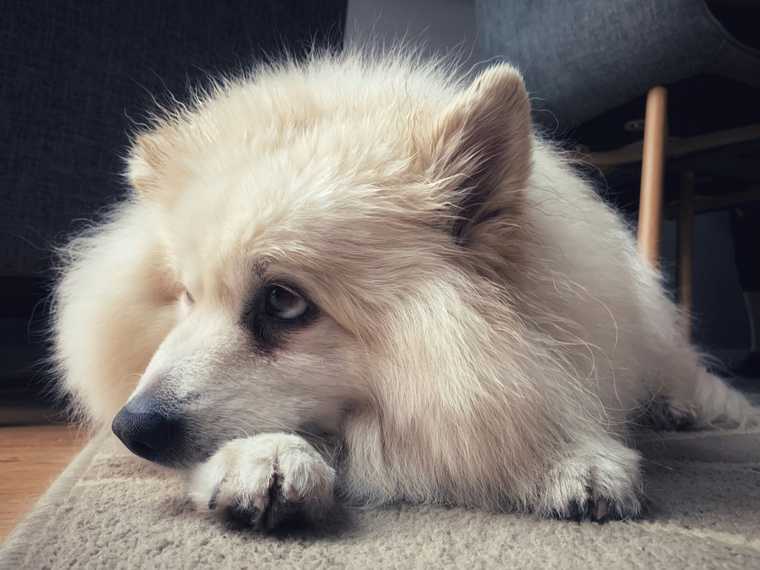 como quitar ansiedad a un perro