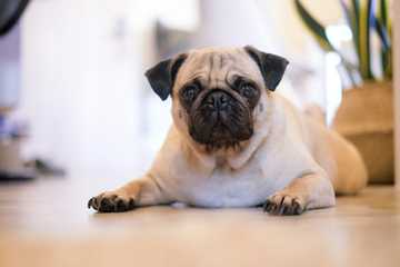 best kid friendly dogs