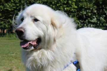 perro peludos