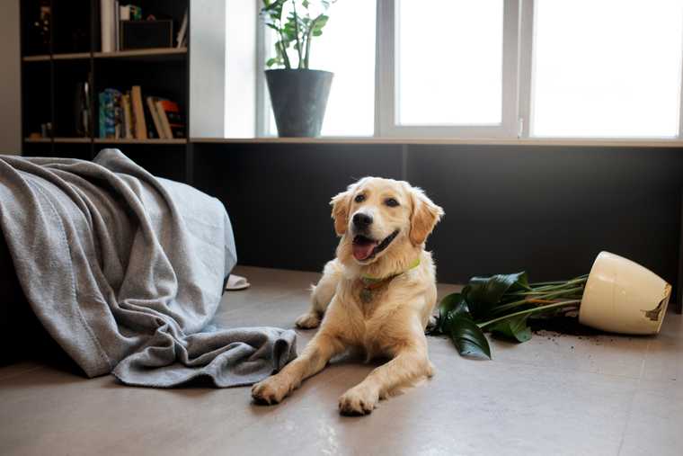 como dejar a un perro solo en casa