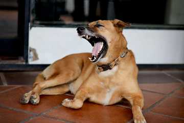 stressed dog body language
