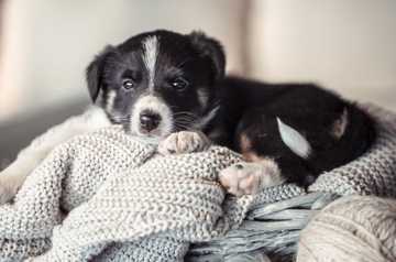 como adiestrar a un cachorro de 2 meses