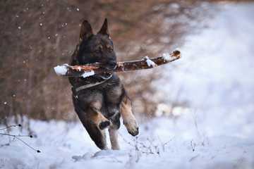 do dogs feet get cold in the snow