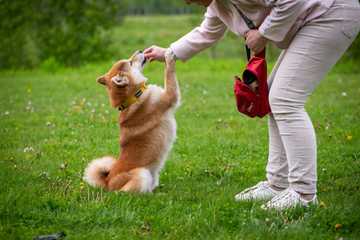 adiestramiento canino basico