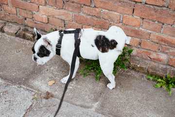 how to stop excited peeing in dogs
