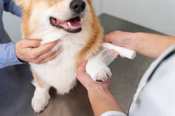 como evitar que mi perro se muerde las patas