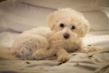 small hypoallergenic dog