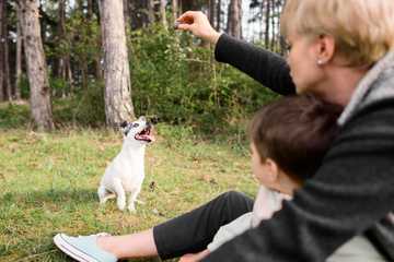 juegos interactivos perros