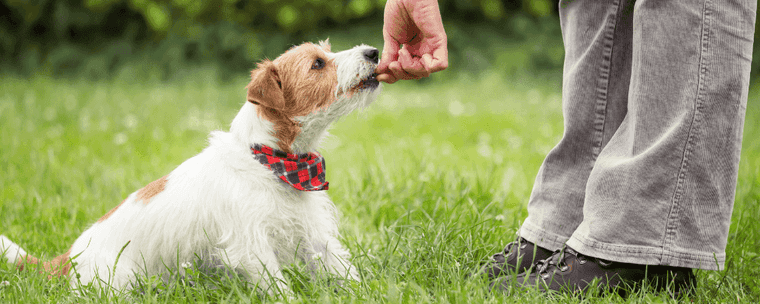 how long can a 1 year old dog go without peeing