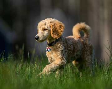 dogs that are good with kids