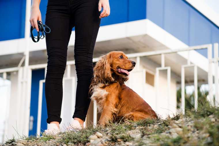 heel dog training
