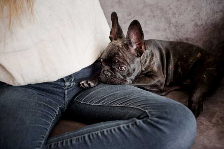 dog peeing in house anxiety