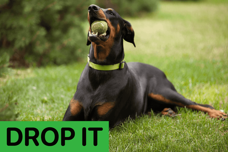 simple dog commands