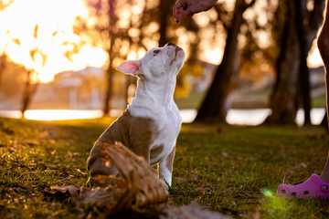 how to stop puppy from peeing when excited