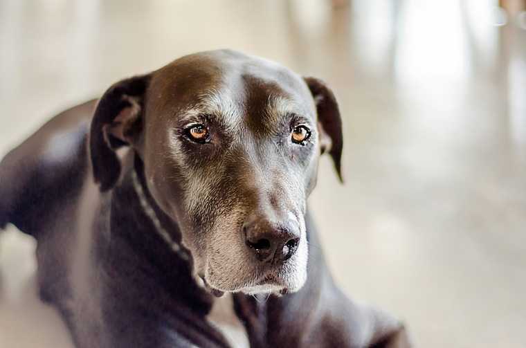 how to re house train a dog