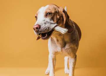 natural way to freshen dogs breath