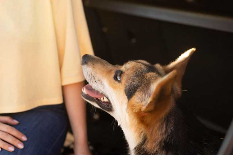 dog training for deaf dogs