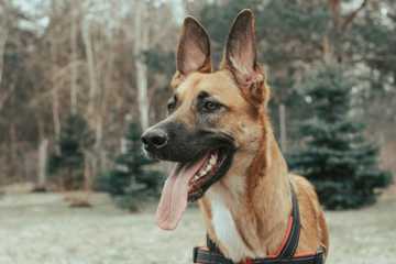posicion orejas perro