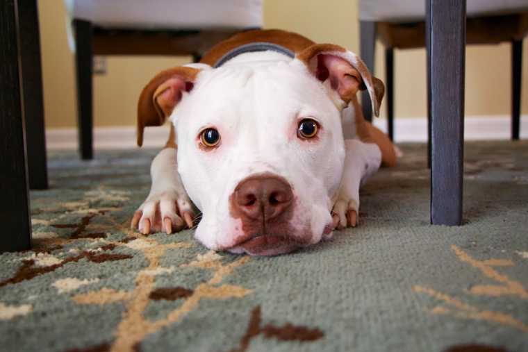 what are dogs most afraid of