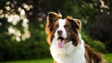 easiest dog to house train