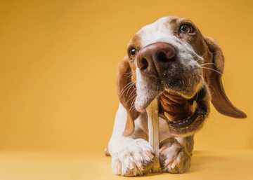 como mejorar el aliento de mi perro