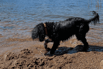 how to get your dog to swim