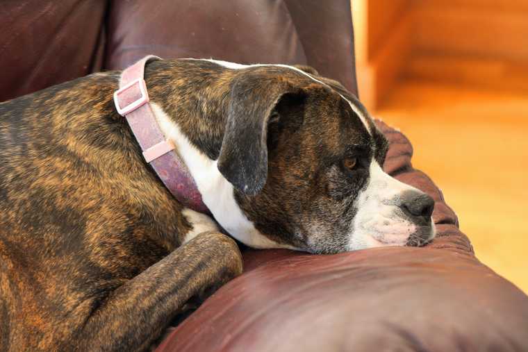 dog phobias