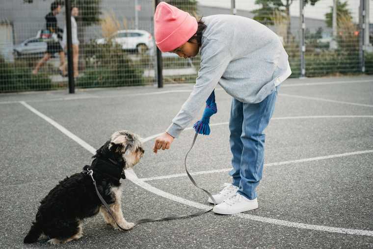 how to train your dog to shake hands