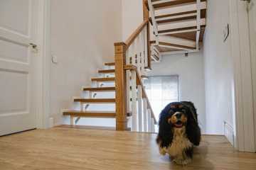 things to do with your dog in the winter